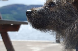 Teabag looking out onto Loch Ness